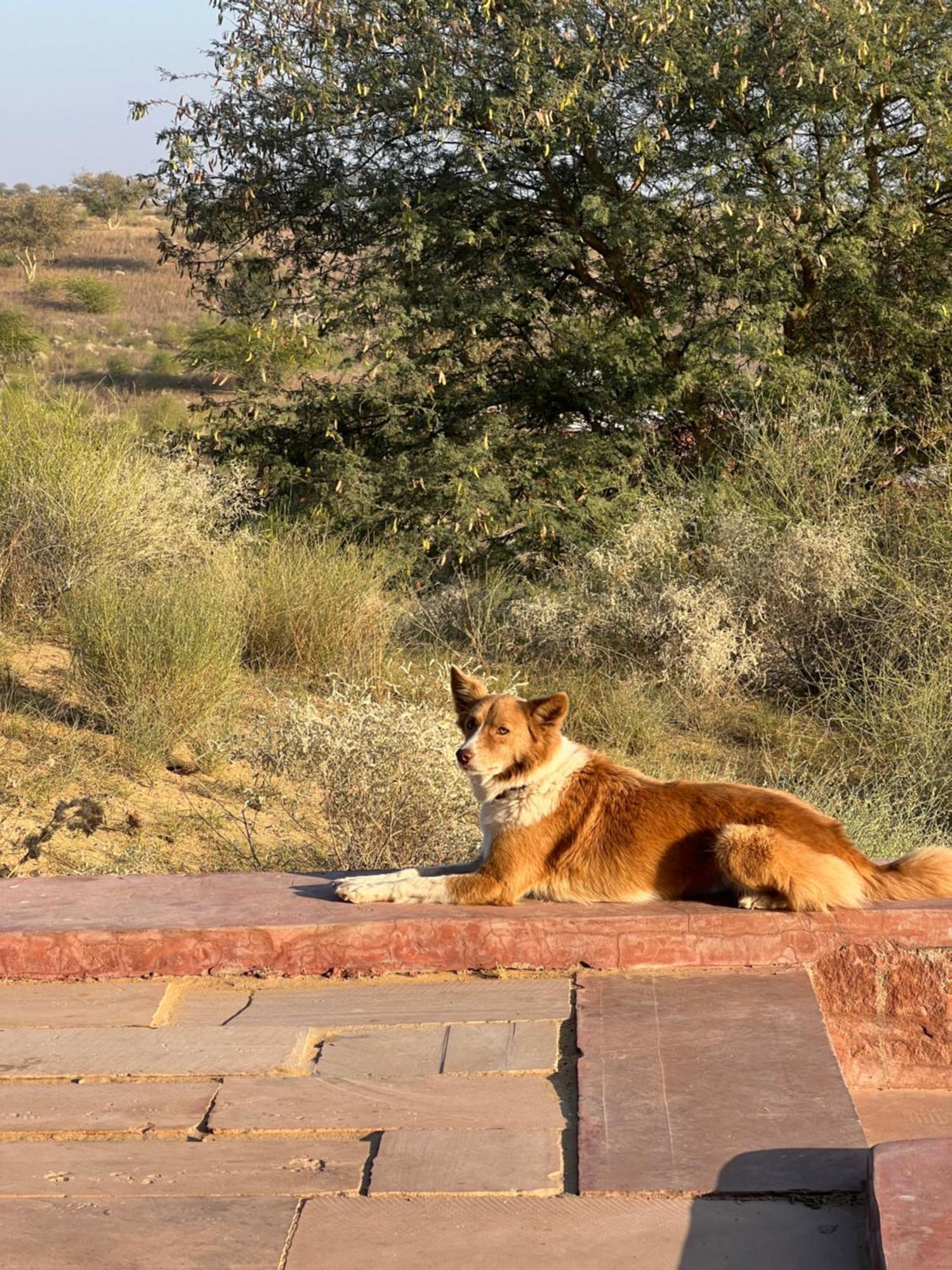 Kaner Retreat - India'S First Desert Botanical Resort Shaitrāwa Eksteriør bilde